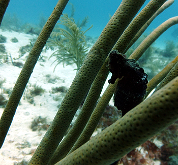 Digital underwater photography with Southampton Scuba Diving Digital Photograpy