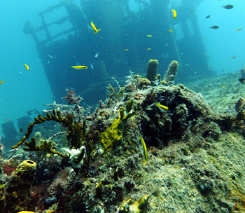 Learn to wreck dive with Southampton Scuba Diving wreck diver